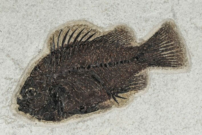 Detailed Fossil Fish (Cockerellites) - Wyoming #342433